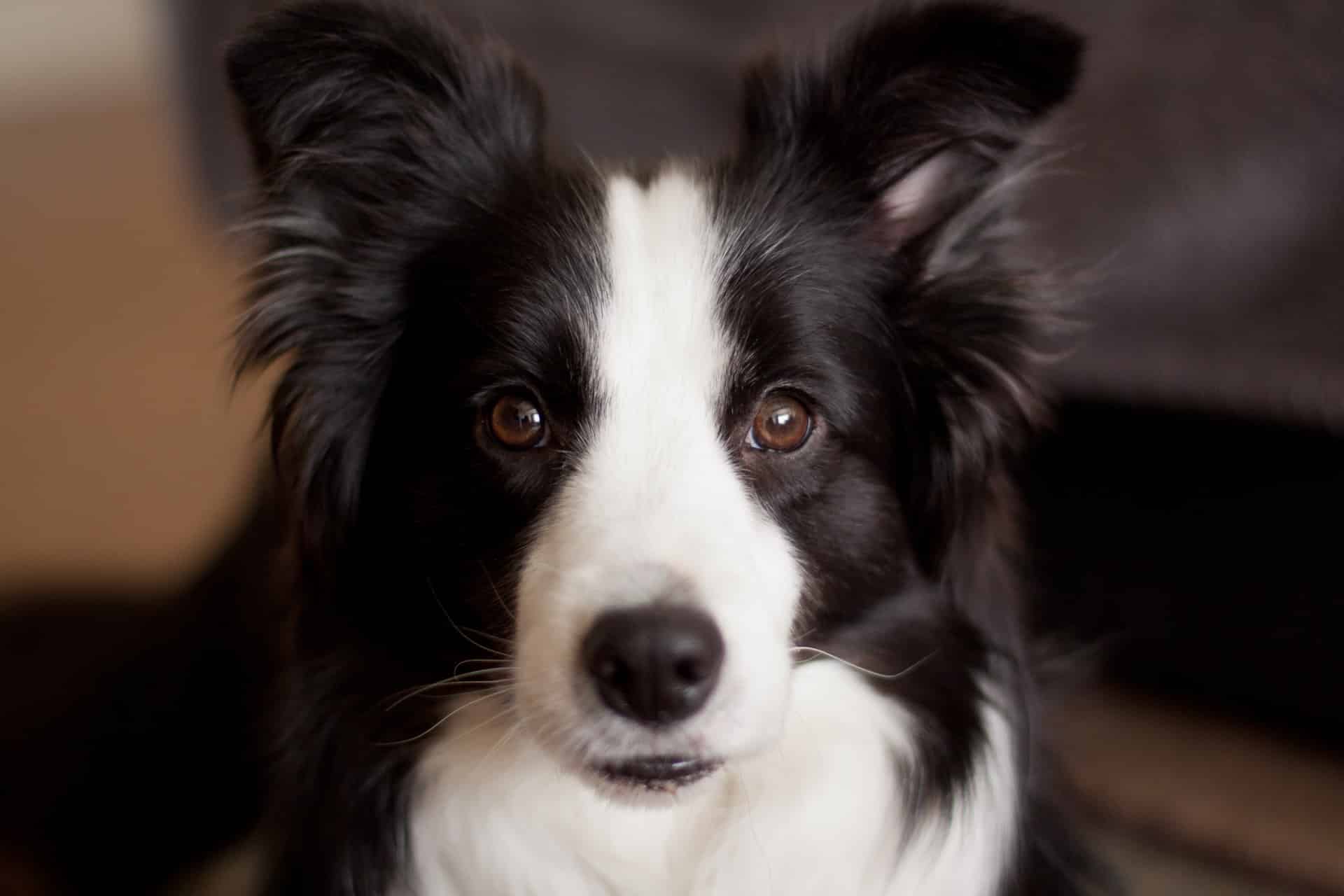 the border collie