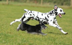 Why Are Dogs Faster Than Humans - Dalmatian