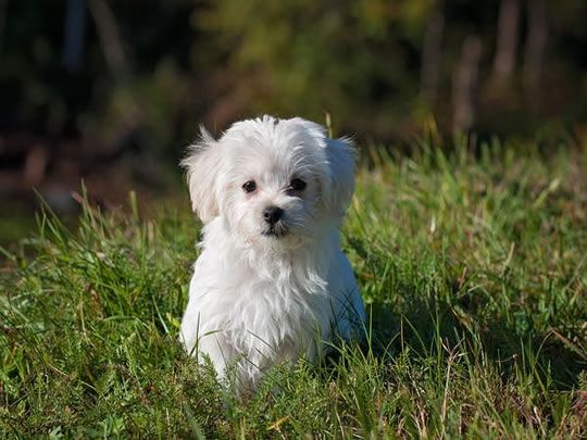 most popular small dogs