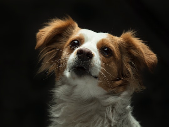 lovable small dog breeds