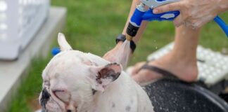 bathing your french bulldog puppy at what age